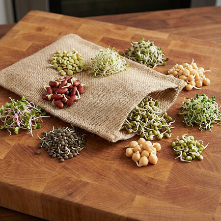 Hemp Sprout Bag, Sprouts - 1 Bag image number null